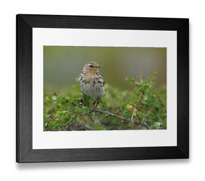 Framed Print : Red-throated pipit (Anthus cervinus) perched among vegetation, Varanger, Norway. July