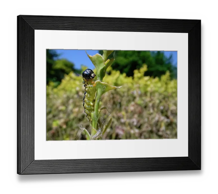 Framed Print : Box-tree moth (Cydalima perspectalis) caterpillar feeding on green leaves of a Box (Buxus sempervirens) bush in a garden, Wiltshire, England, UK. June Framed Print : Box-tree moth (Cydalima perspectalis) caterpillar feeding on green leaves of a Box (Buxus sempervirens) bush in a garden, Wiltshire, England, UK. June