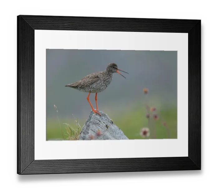 Framed Print : RF - Redshank (Tringa totanus) perched on a rock calling, Varanger, Norway. July. (This image may be licensed either as rights managed or royalty free.) Framed Print : RF - Redshank (Tringa totanus) perched on a rock calling, Varanger, Norway. July. (This image may be licensed either as rights managed or royalty free.)