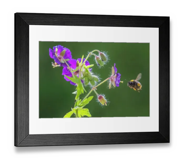Framed Print : Early bumblebee (Bombus pratorum) feeding on Geranium flower in a garden, Monmouthshire, Wales, UK Framed Print : Early bumblebee (Bombus pratorum) feeding on Geranium flower in a garden, Monmouthshire, Wales, UK
