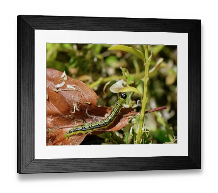 Framed Print : Box-tree moth (Cydalima perspectalis) caterpillar reaching out from a dead leaf retreat to feed on green leaves of a Box (Buxus sempervirens) bush in a garden, Wiltshire, England Framed Print : Box-tree moth (Cydalima perspectalis) caterpillar reaching out from a dead leaf retreat to feed on green leaves of a Box (Buxus sempervirens) bush in a garden, Wiltshire, England