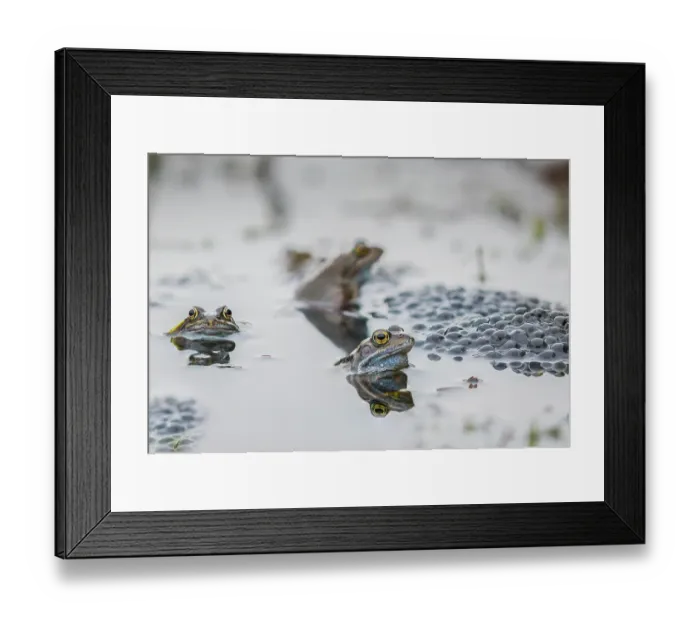 Framed Print : Three Common frogs (Rana temporaria) in a garden pond surrounded by frogspawn, Wales, UK Framed Print : Three Common frogs (Rana temporaria) in a garden pond surrounded by frogspawn, Wales, UK