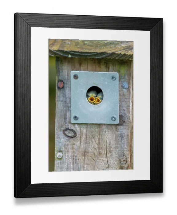 Framed Print : Blue tit (Cyanistes caeruleus) chicks peeking out of garden nest box, Wales, UK Framed Print : Blue tit (Cyanistes caeruleus) chicks peeking out of garden nest box, Wales, UK