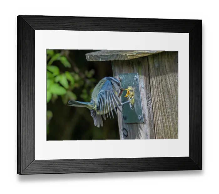 Framed Print : Blue tit (Cyanistes caeruleus) feeding chicks at garden nest box, Wales, UK Framed Print : Blue tit (Cyanistes caeruleus) feeding chicks at garden nest box, Wales, UK