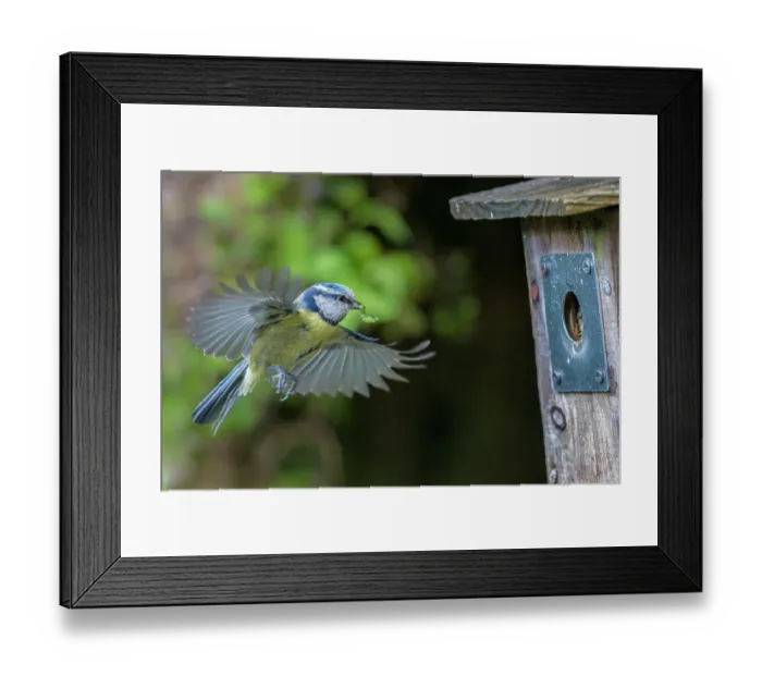 Framed Print : Blue tit (Cyanistes caeruleus) flying towards garden nest box with food for chicks, Wales, UK Framed Print : Blue tit (Cyanistes caeruleus) flying towards garden nest box with food for chicks, Wales, UK