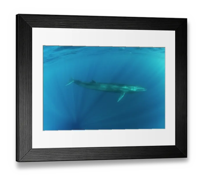 Framed Print : Sei whale (Balaenoptera borealis) swimming through sunrays, Azores, Atlantic Ocean. Endangered Framed Print : Sei whale (Balaenoptera borealis) swimming through sunrays, Azores, Atlantic Ocean. Endangered
