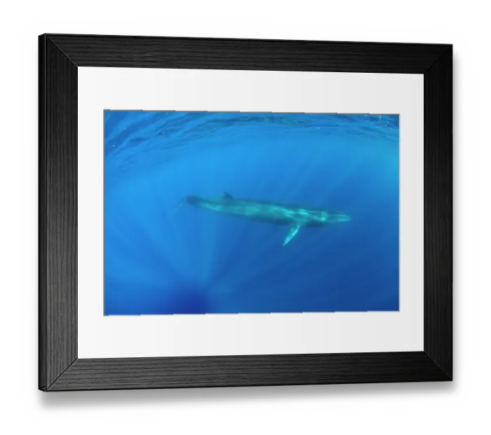 Framed Print : Sei whale (Balaenoptera borealis) swimming through sunrays, Azores, Atlantic Ocean. Endangered Framed Print : Sei whale (Balaenoptera borealis) swimming through sunrays, Azores, Atlantic Ocean. Endangered