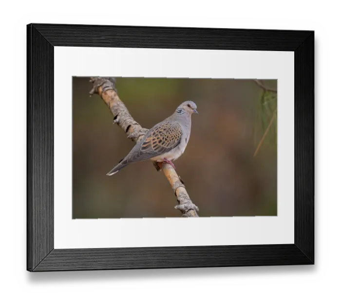 Framed Print : RF - Turtle dove (Streptopelia turtur) perched on a branch, La Rioja, Spain. August. (This image may be licensed either as rights managed or royalty free.) Framed Print : RF - Turtle dove (Streptopelia turtur) perched on a branch, La Rioja, Spain. August. (This image may be licensed either as rights managed or royalty free.)