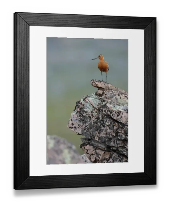 Framed Print : Bar-tailed godwit (Limosa lapponica) male, perched on a rock, Varanger, Norway. July Framed Print : Bar-tailed godwit (Limosa lapponica) male, perched on a rock, Varanger, Norway. July