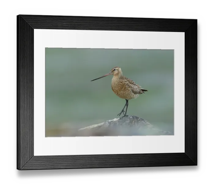 Framed Print : RF - Bar-tailed godwit (Limosa lapponica) female, perched on a rock, Varanger, Norway. July. (This image may be licensed either as rights managed or royalty free.) Framed Print : RF - Bar-tailed godwit (Limosa lapponica) female, perched on a rock, Varanger, Norway. July. (This image may be licensed either as rights managed or royalty free.)