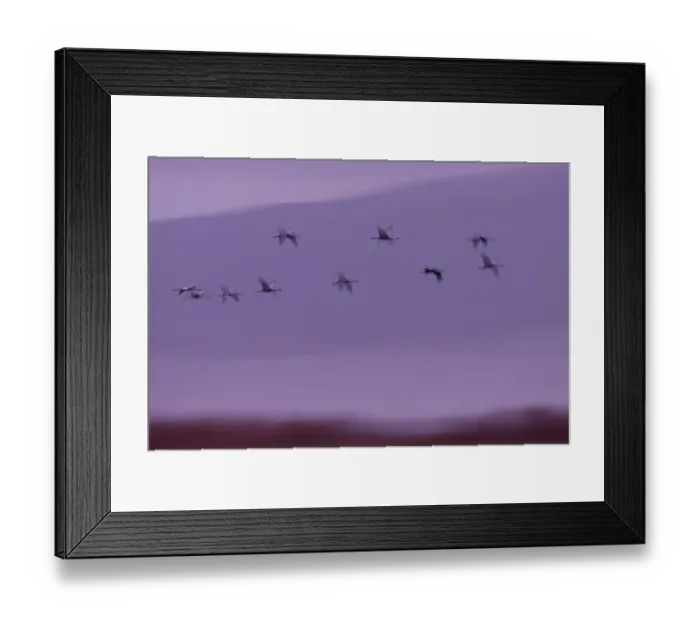 Framed Print : RF - Cranes (Grus grus) flock in flight at dawn, Tablas de Daimiel National Park, Ciudad Real, Spain. December Framed Print : RF - Cranes (Grus grus) flock in flight at dawn, Tablas de Daimiel National Park, Ciudad Real, Spain. December