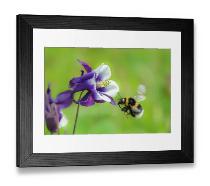 Framed Print : RF - Garden bumblebee (Bombus hortorum) feeding on a Columbine (Aquilegia vulgaris) flower in a garden, Monmouthshire, Wales, UK Framed Print : RF - Garden bumblebee (Bombus hortorum) feeding on a Columbine (Aquilegia vulgaris) flower in a garden, Monmouthshire, Wales, UK