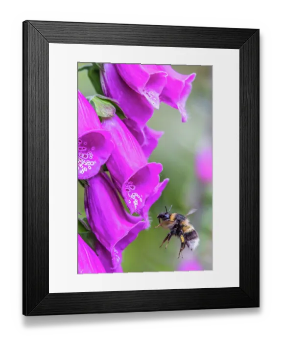 Framed Print : Garden bumblebee (Bombus hortorum) feeding on a Foxglove (Digitalis purpurea) flower in a garden, Monmouthshire, Wales, UK Framed Print : Garden bumblebee (Bombus hortorum) feeding on a Foxglove (Digitalis purpurea) flower in a garden, Monmouthshire, Wales, UK
