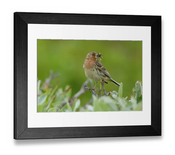 Framed Print : Red-throated pipit (Anthus cervinus) perched among vegetation with insect prey in beak for chicks, Varanger, Norway. July Framed Print : Red-throated pipit (Anthus cervinus) perched among vegetation with insect prey in beak for chicks, Varanger, Norway. July