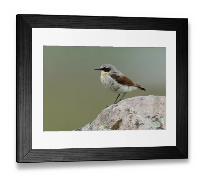 Framed Print : RF - Wheatear (Oenanthe oenanthe) male, perched on a rock, Varanger, Norway. July. (This image may be licensed either as rights managed or royalty free.) Framed Print : RF - Wheatear (Oenanthe oenanthe) male, perched on a rock, Varanger, Norway. July. (This image may be licensed either as rights managed or royalty free.)