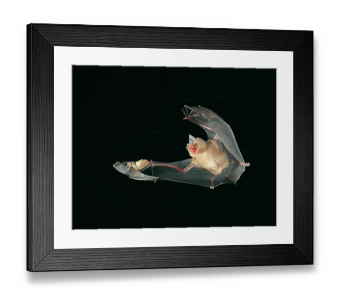 Framed Print : Greater horseshoe bat (Rhinolophus ferrumequinum) in flight, catching insect prey at night Framed Print : Greater horseshoe bat (Rhinolophus ferrumequinum) in flight, catching insect prey at night