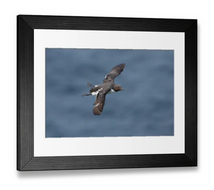 Framed Print : RF - Guillemot (Uria aalge) in flight over the sea, Varanger, Norway. July. (This image may be licensed either as rights managed or royalty free.) Framed Print : RF - Guillemot (Uria aalge) in flight over the sea, Varanger, Norway. July. (This image may be licensed either as rights managed or royalty free.)