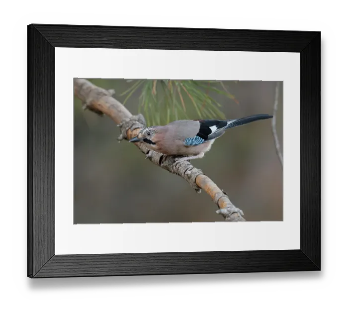 Framed Print : RF - Jay (Garrulus glandarius) perched on branch of a Pine (Pinus sp.) tree, La Rioja, Spain. August. (This image may be licensed either as rights managed or royalty free.) Framed Print : RF - Jay (Garrulus glandarius) perched on branch of a Pine (Pinus sp.) tree, La Rioja, Spain. August. (This image may be licensed either as rights managed or royalty free.)