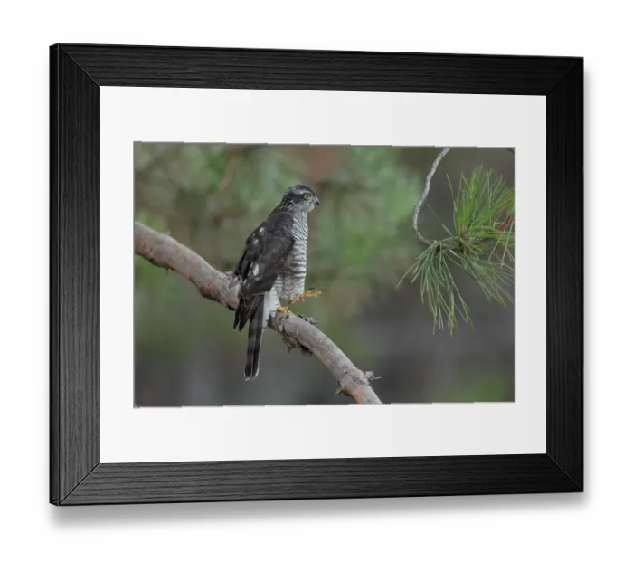 Framed Print : RF - Sparrowhawk (Accipiter nisus) juvenile female, perched on a branch in Pine (Pinus sp.) tree, La Rioja, Spain. August Framed Print : RF - Sparrowhawk (Accipiter nisus) juvenile female, perched on a branch in Pine (Pinus sp.) tree, La Rioja, Spain. August