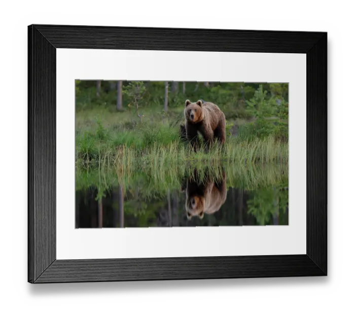 Framed Print : RF - Brown bear (Ursus arctos) female and cub standing at edge of pool in forest, Finland. July. (This image may be licensed either as rights managed or royalty free.) Framed Print : RF - Brown bear (Ursus arctos) female and cub standing at edge of pool in forest, Finland. July. (This image may be licensed either as rights managed or royalty free.)