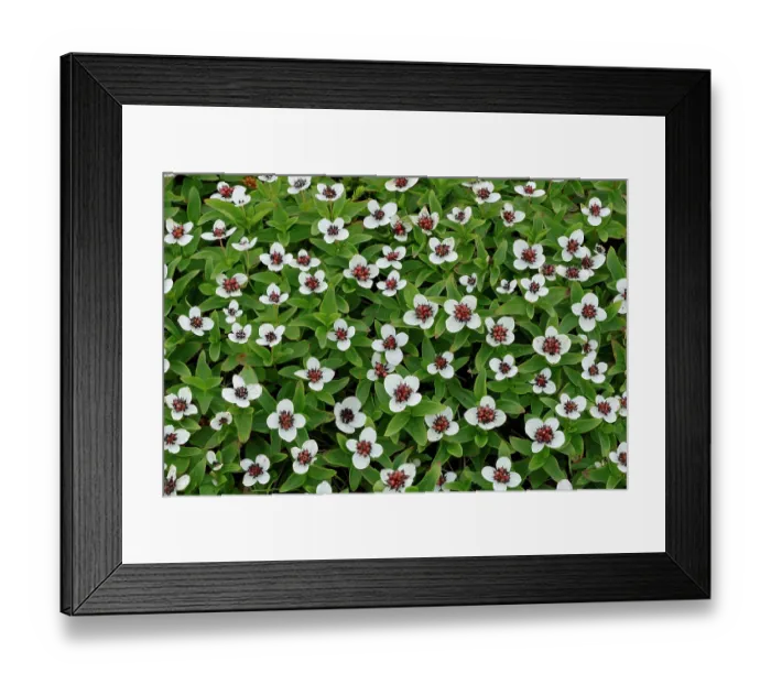 Framed Print : RF - Dwarf cornel (Cornus suecica) in flower, Varanger, Norway. July. (This image may be licensed either as rights managed or royalty free.) Framed Print : RF - Dwarf cornel (Cornus suecica) in flower, Varanger, Norway. July. (This image may be licensed either as rights managed or royalty free.)