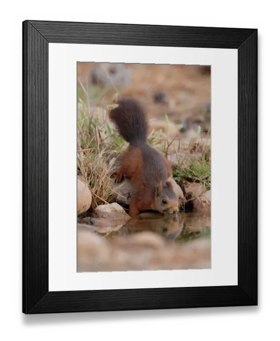 Framed Print : RF - Red squirrel (Sciurus vulgaris) drinking at pool, La Rioja, Spain. August. (This image may be licensed either as rights managed or royalty free.) Framed Print : RF - Red squirrel (Sciurus vulgaris) drinking at pool, La Rioja, Spain. August. (This image may be licensed either as rights managed or royalty free.)
