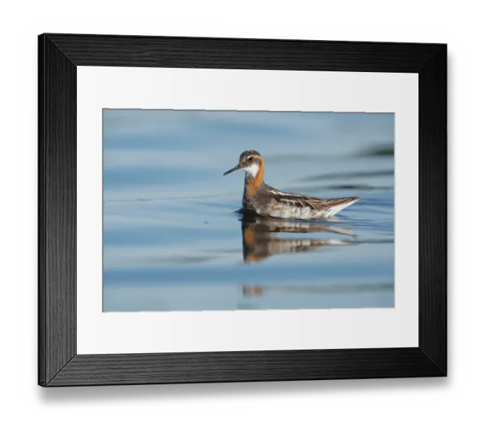 Framed Print : RF - Red-necked phalarope (Phalaropus lobatus) on water, Varanger, Norway. July. (This image may be licensed either as rights managed or royalty free.) Framed Print : RF - Red-necked phalarope (Phalaropus lobatus) on water, Varanger, Norway. July. (This image may be licensed either as rights managed or royalty free.)