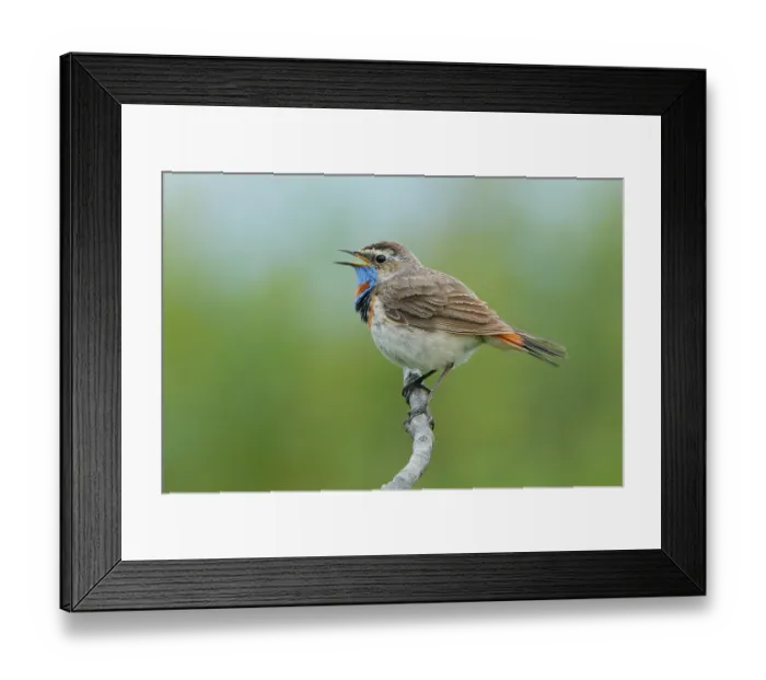 Framed Print : RF - Bluethroat (Luscinia svecica) male, perched on branch singing, Varanger, Norway. July. (This image may be licensed either as rights managed or royalty free.) Framed Print : RF - Bluethroat (Luscinia svecica) male, perched on branch singing, Varanger, Norway. July. (This image may be licensed either as rights managed or royalty free.)
