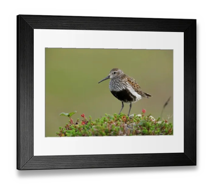 Framed Print : Dunlin (Calidris alpina) portrait, Varanger, Norway. July Framed Print : Dunlin (Calidris alpina) portrait, Varanger, Norway. July
