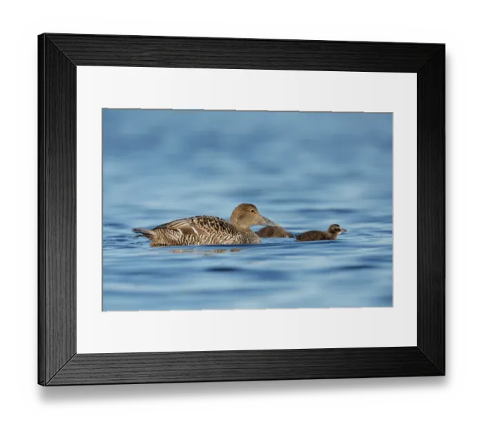 Framed Print : Eider (Somateria mollissima) female with two chicks on water, Varanger, Norway. July Framed Print : Eider (Somateria mollissima) female with two chicks on water, Varanger, Norway. July