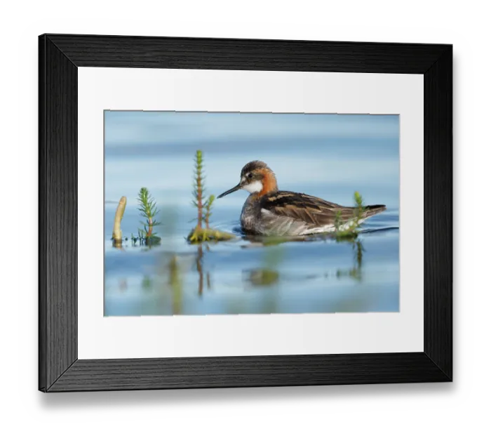 Framed Print : Red-necked phalarope (Phalaropus lobatus) on water, Varanger, Norway. July Framed Print : Red-necked phalarope (Phalaropus lobatus) on water, Varanger, Norway. July