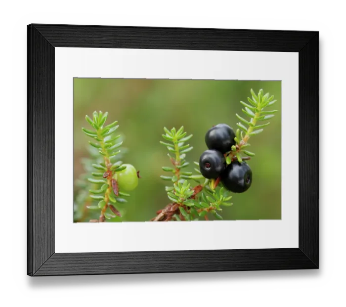 Framed Print : Crowberries (Empetrum nigrum), Riisitunturi National Park, Finland. July