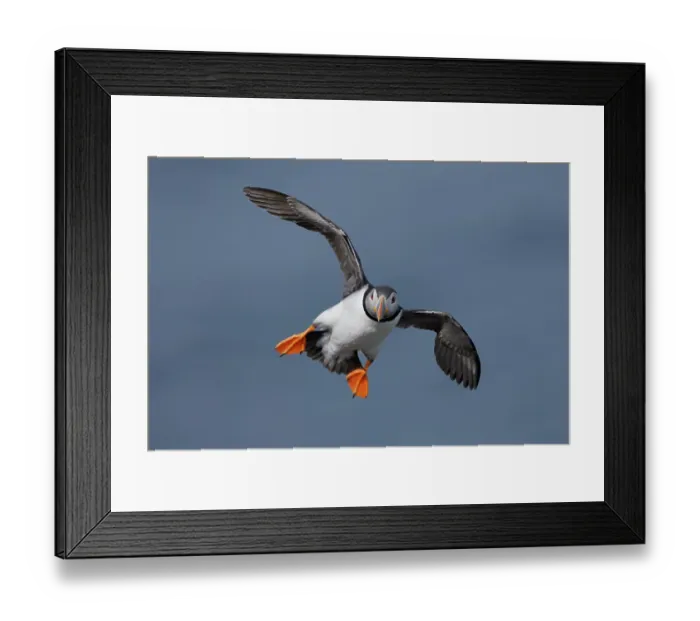Framed Print : Puffin (Fratercula arctica) in flight, Varanger, Norway. July Framed Print : Puffin (Fratercula arctica) in flight, Varanger, Norway. July