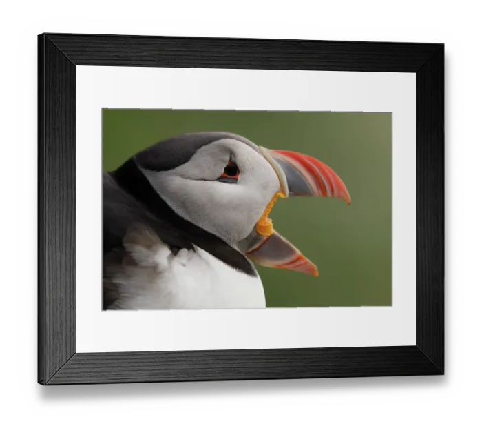Framed Print : Puffin (Fratercula arctica) calling, head portrait, Varanger, Norway. July Framed Print : Puffin (Fratercula arctica) calling, head portrait, Varanger, Norway. July