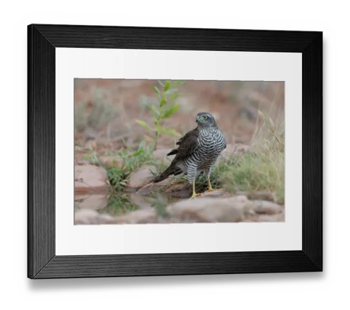Framed Print : Sparrowhawk (Accipiter nisus) juvenile female, standing at edge of water hole, La Rioja, Spain. August Framed Print : Sparrowhawk (Accipiter nisus) juvenile female, standing at edge of water hole, La Rioja, Spain. August