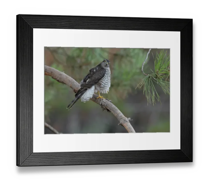 Framed Print : Sparrowhawk (Accipiter nisus) juvenile female, perched on branch, La Rioja, Spain. August Framed Print : Sparrowhawk (Accipiter nisus) juvenile female, perched on branch, La Rioja, Spain. August