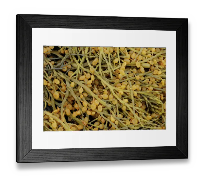 Framed Print : Bladder wrack (Fucus vesiculosus) close up, Varanger, Norway. July Framed Print : Bladder wrack (Fucus vesiculosus) close up, Varanger, Norway. July
