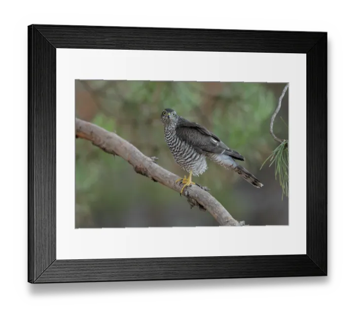 Framed Print : Sparrowhawk (Accipiter nisus) juvenile female, perched on branch, La Rioja, Spain. August Framed Print : Sparrowhawk (Accipiter nisus) juvenile female, perched on branch, La Rioja, Spain. August