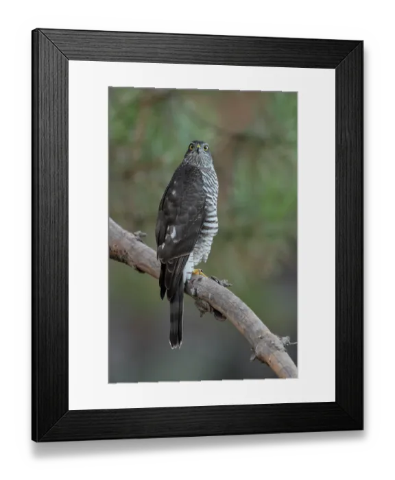 Framed Print : Sparrowhawk (Accipiter nisus) juvenile female, perched on branch, La Rioja, Spain. August Framed Print : Sparrowhawk (Accipiter nisus) juvenile female, perched on branch, La Rioja, Spain. August