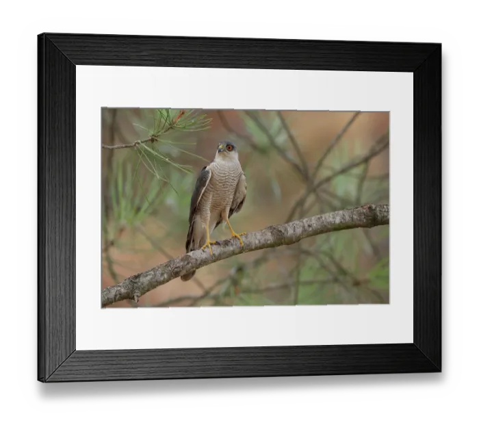 Framed Print : Sparrowhawk (Accipiter nisus) male, perched on a Pine (Pinus sp.) tree, La Rioja, Spain. August Framed Print : Sparrowhawk (Accipiter nisus) male, perched on a Pine (Pinus sp.) tree, La Rioja, Spain. August