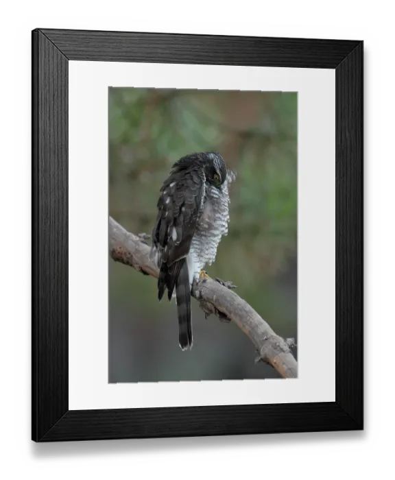 Framed Print : Sparrowhawk (Accipiter nisus) juvenile female, perched on branch preening, La Rioja, Spain. August Framed Print : Sparrowhawk (Accipiter nisus) juvenile female, perched on branch preening, La Rioja, Spain. August