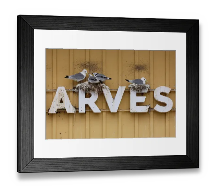 Framed Print : Kittiwakes (Rissa tridactyla) nesting on a sign on side of a building, Batsfjord, Norway. July Framed Print : Kittiwakes (Rissa tridactyla) nesting on a sign on side of a building, Batsfjord, Norway. July