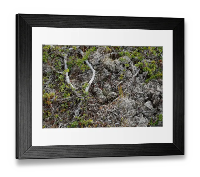 Framed Print : Golden plover (Pluvialis apricaria) eggs in nest on the ground, Varanger, Norway. July Framed Print : Golden plover (Pluvialis apricaria) eggs in nest on the ground, Varanger, Norway. July