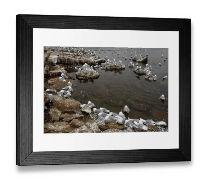 Framed Print : Kittiwake (Rissa tridactyla) colony on rocks along the shore alongside dead birds killed by avian influenza, Varanger, Norway. July, 2023 Framed Print : Kittiwake (Rissa tridactyla) colony on rocks along the shore alongside dead birds killed by avian influenza, Varanger, Norway. July, 2023