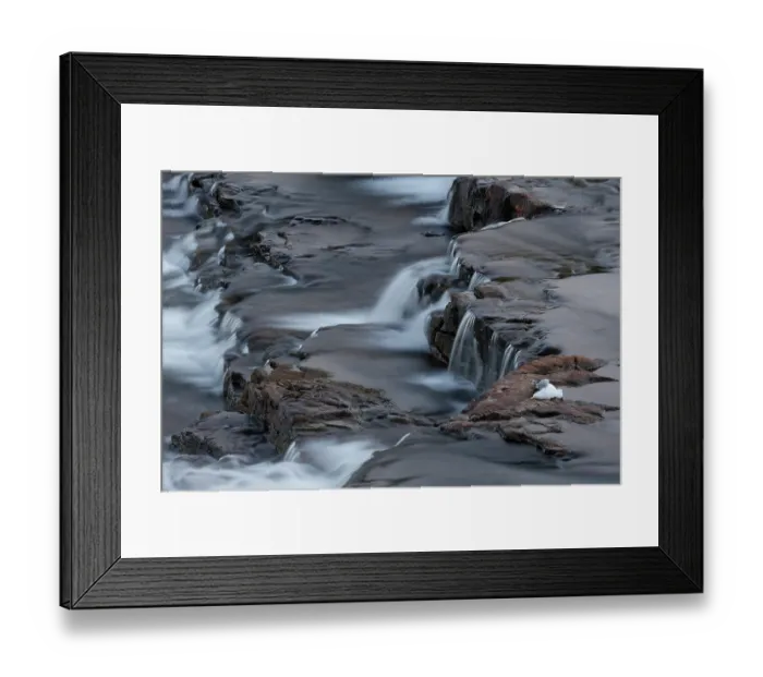 Framed Print : Kittiwake (Rissa tridactyla) killed by avian influenza, Varanger, Norway. July, 2023 Framed Print : Kittiwake (Rissa tridactyla) killed by avian influenza, Varanger, Norway. July, 2023