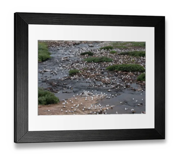 Framed Print : Kittiwake (Rissa tridactyla) colony resting on rocks alongside dead birds killed by avian influenza, Varanger, Norway. July, 2023 Framed Print : Kittiwake (Rissa tridactyla) colony resting on rocks alongside dead birds killed by avian influenza, Varanger, Norway. July, 2023