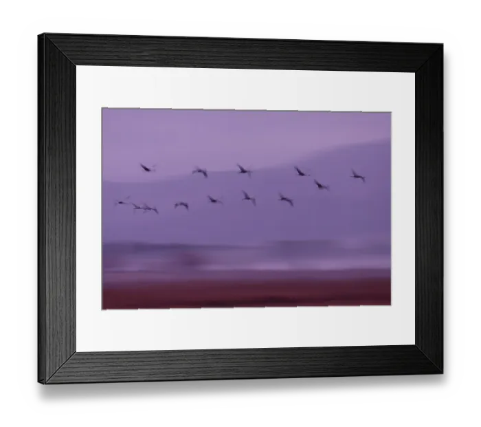 Framed Print : Cranes (Grus grus) flock in flight at dawn, Tablas de Daimiel National Park, Ciudad Real, Spain. December Framed Print : Cranes (Grus grus) flock in flight at dawn, Tablas de Daimiel National Park, Ciudad Real, Spain. December