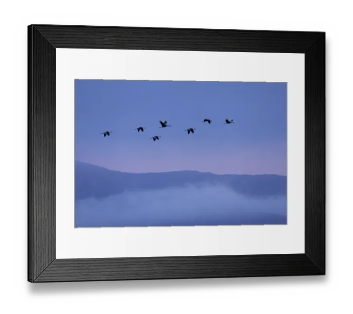 Framed Print : Cranes (Grus grus) flock in flight above low cloud at dawn, Tablas de Daimiel National Park, Ciudad Real, Spain. December Framed Print : Cranes (Grus grus) flock in flight above low cloud at dawn, Tablas de Daimiel National Park, Ciudad Real, Spain. December