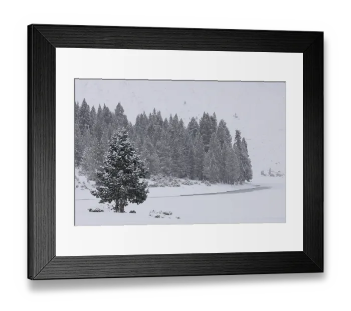 Framed Print : Mountain pines (Pinus uncinata) at edge of frozen mountain lake with snow-covered mountains, Ibon de Plan, Chistau Valley, Pyrenees, Huesca, Spain. December, 2023 Framed Print : Mountain pines (Pinus uncinata) at edge of frozen mountain lake with snow-covered mountains, Ibon de Plan, Chistau Valley, Pyrenees, Huesca, Spain. December, 2023