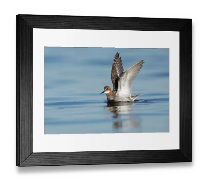 Framed Print : Red-necked phalarope (Phalaropus lobatus) on water feeding on insects, Varanger, Norway. July Framed Print : Red-necked phalarope (Phalaropus lobatus) on water feeding on insects, Varanger, Norway. July